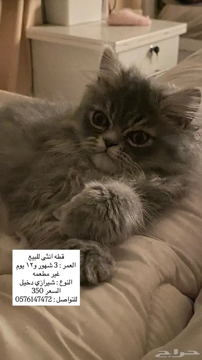 قطط 1