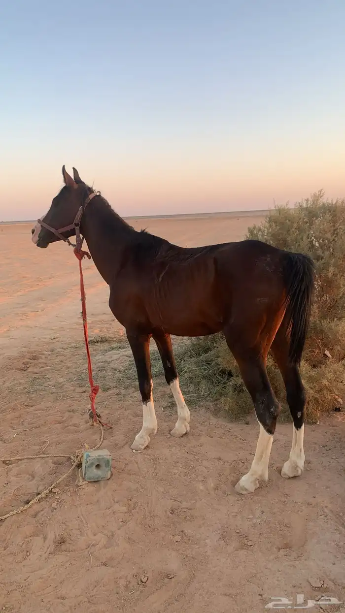 حصان عربي معسوف 0