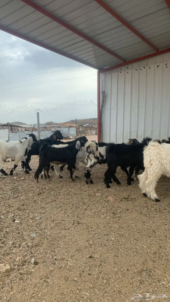 للبيع تيوس كفوور مغلقه مشروطه العدد 34 6