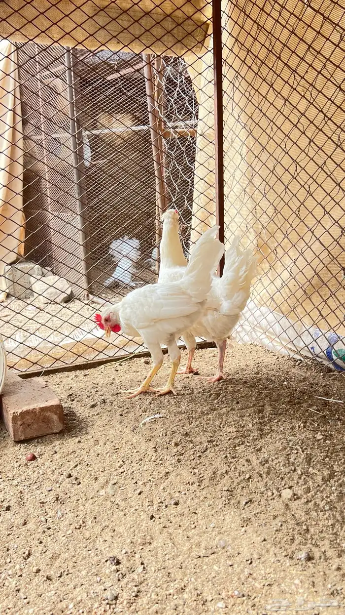 ديك ودجاج بيضا مقبعه شرط من كل عذروب 5