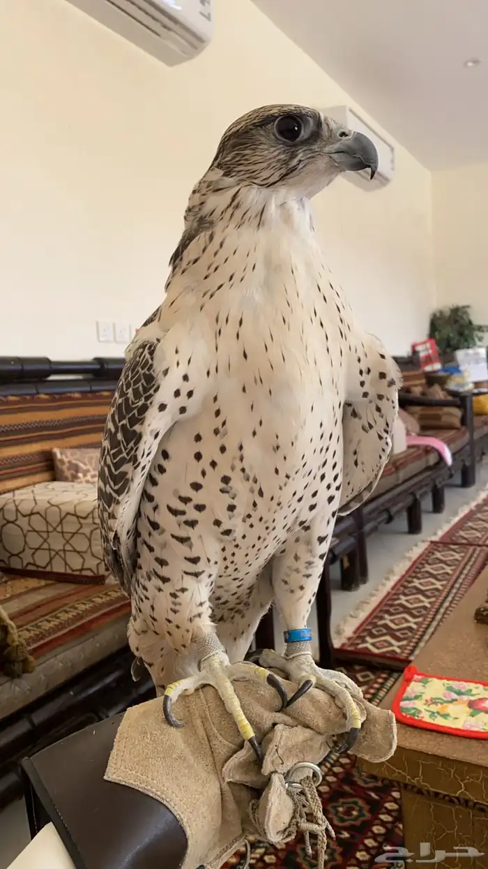 صقور للإيجار اليومي للتصوير 6