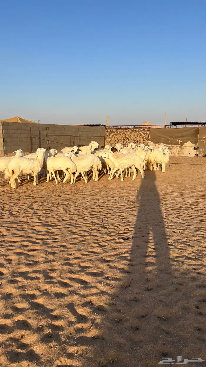 غنم رخال حريات حرش 27راس مراح 4