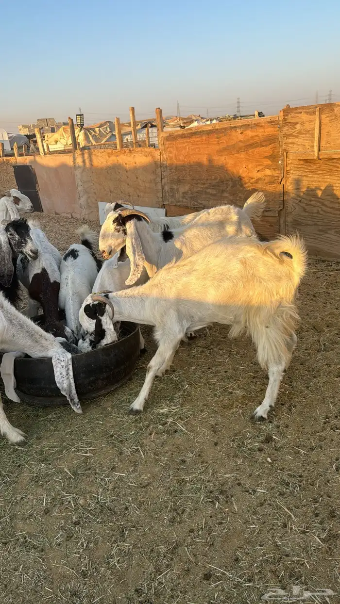 فحل حري معز بهم تربيه ذبايح خرفانحري 12