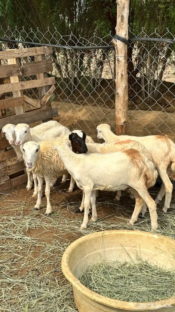 للبيع 6 رخيل بلدي 0