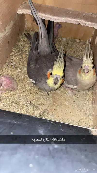 جوز كروان منتج مكينه انتاج 0