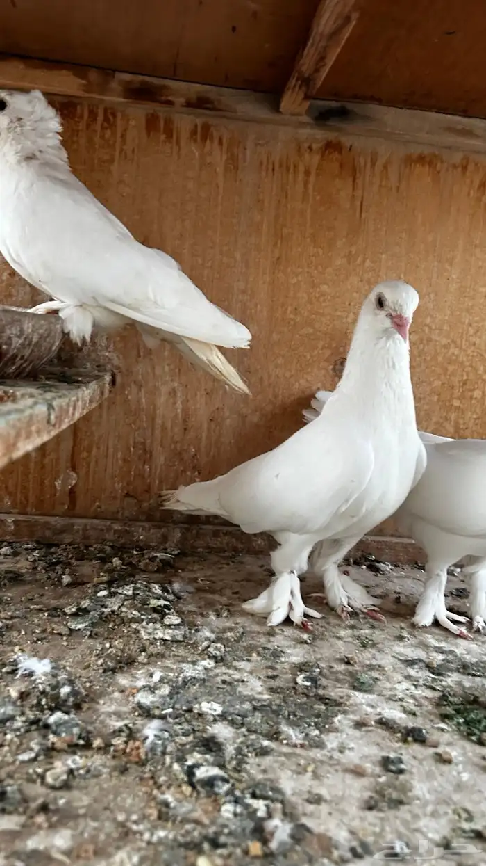 حمام زينه 4