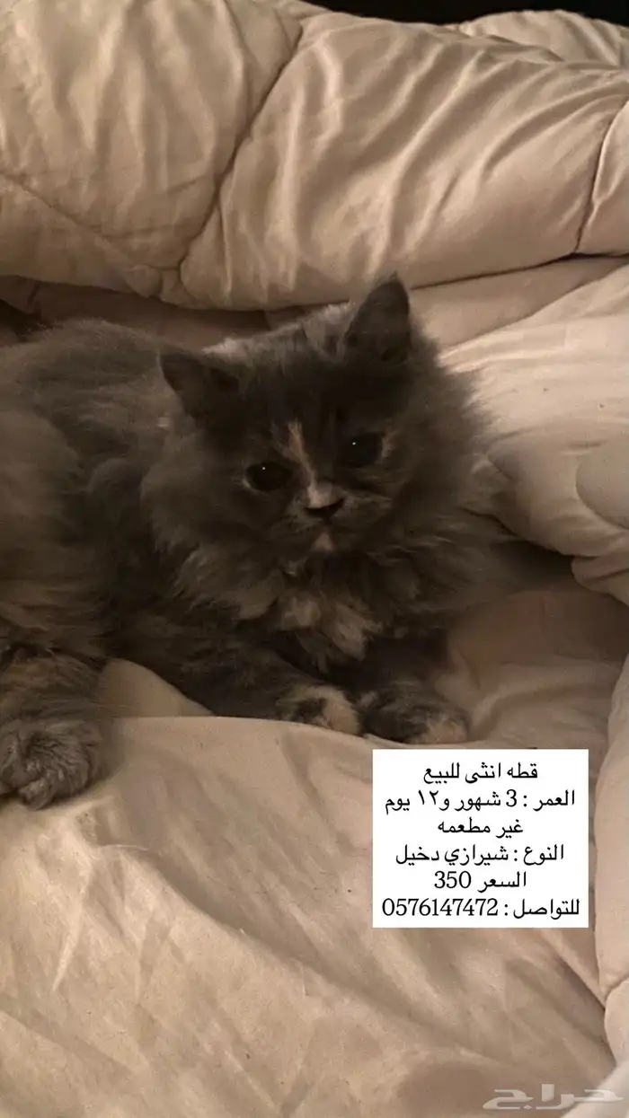 قطط 0