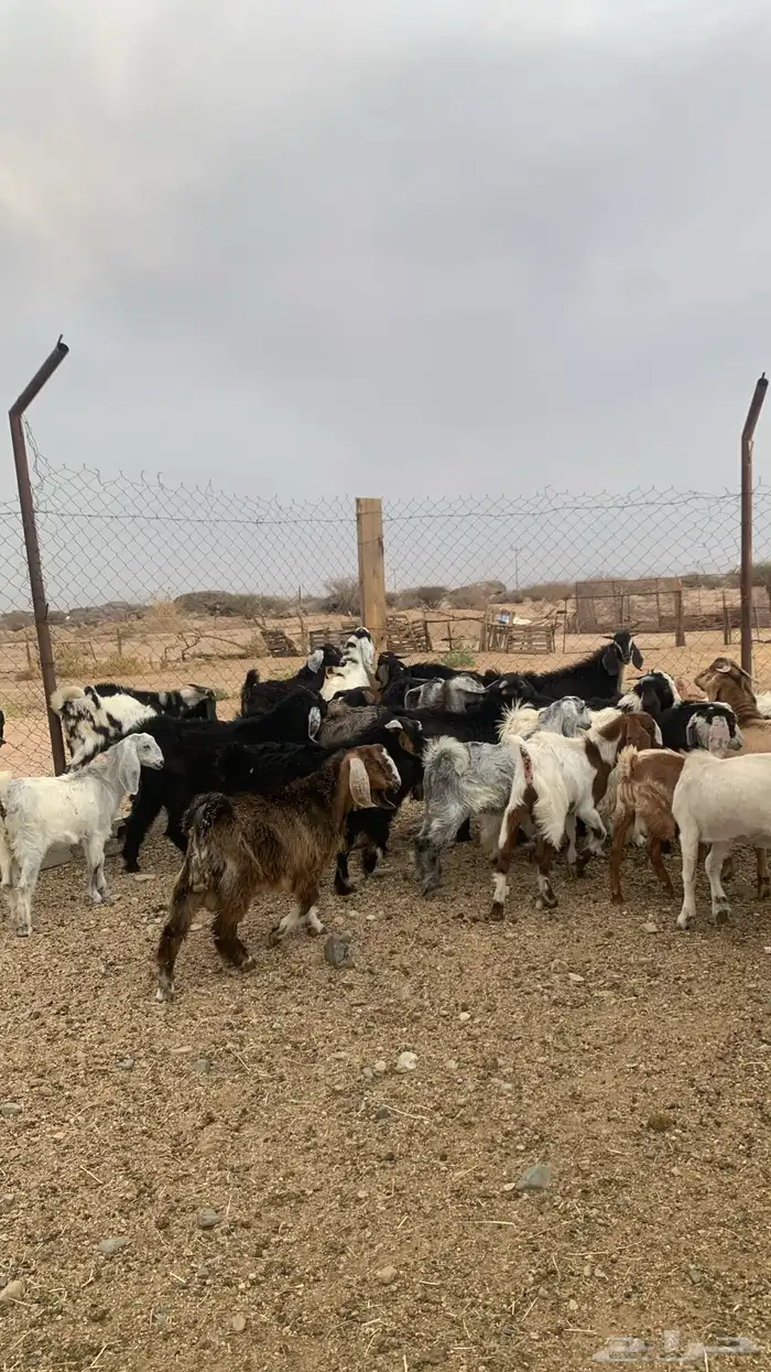 للبيع تيوس كفوور مغلقه مشروطه العدد 34 2