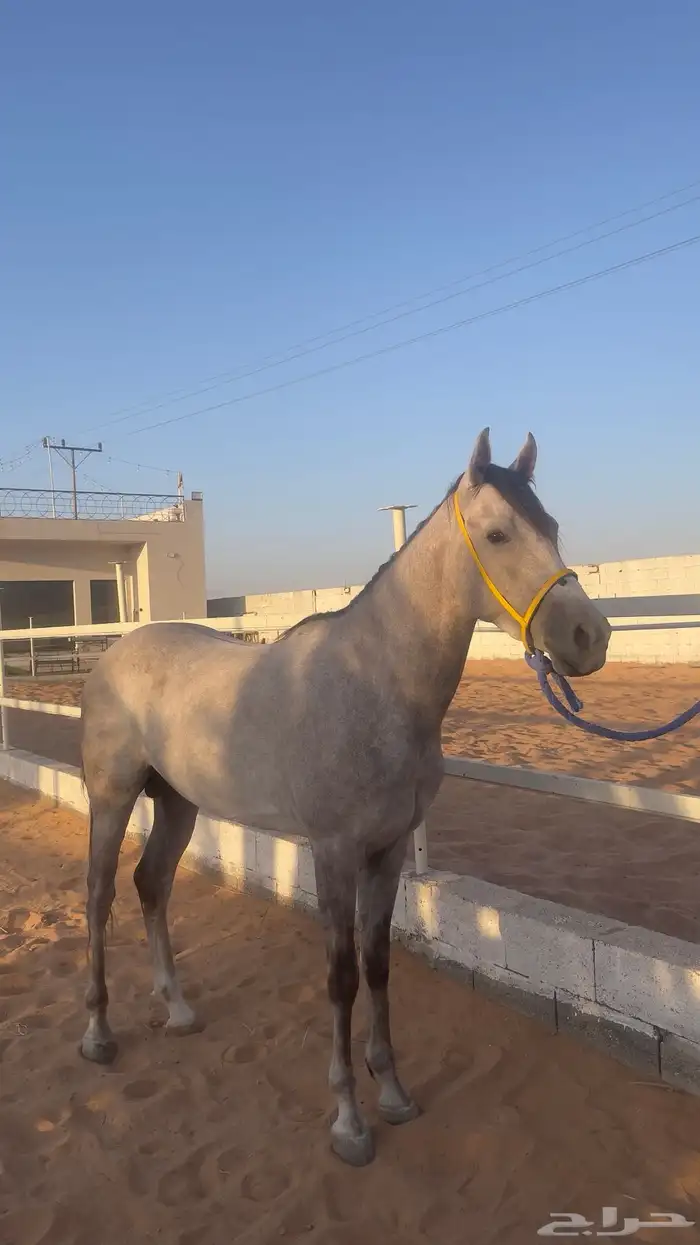 حصان جزيري شعبي 0