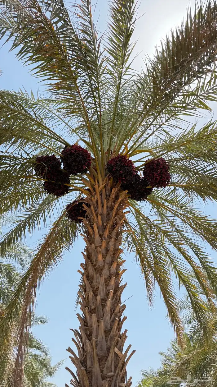 نخل منوع 3