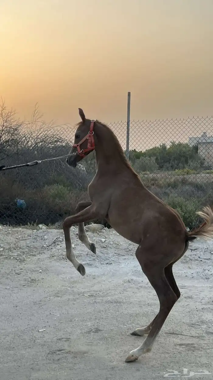 مهر مصري بيور 3
