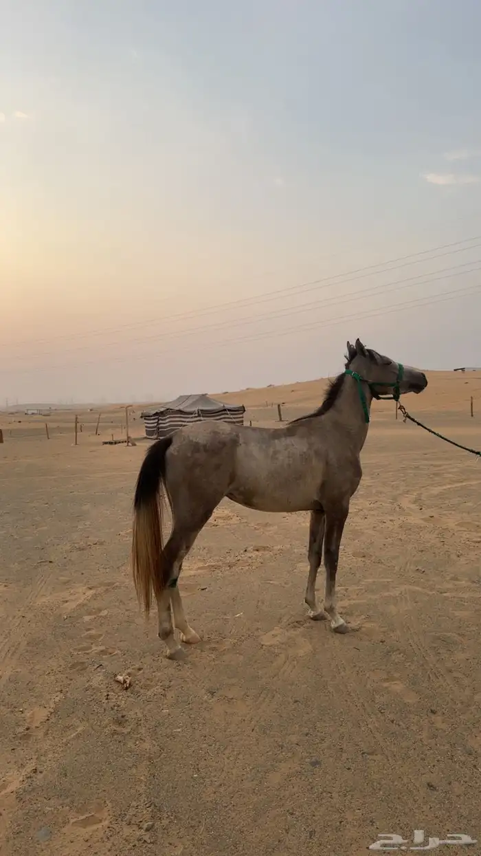 فرس شعبيه طيبه 0
