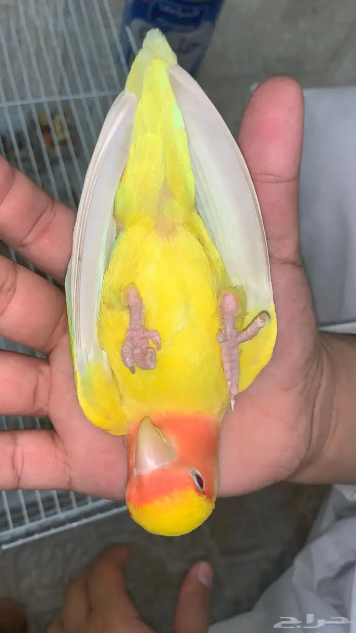 زوج روز منتج هذا ثالث بطن 6