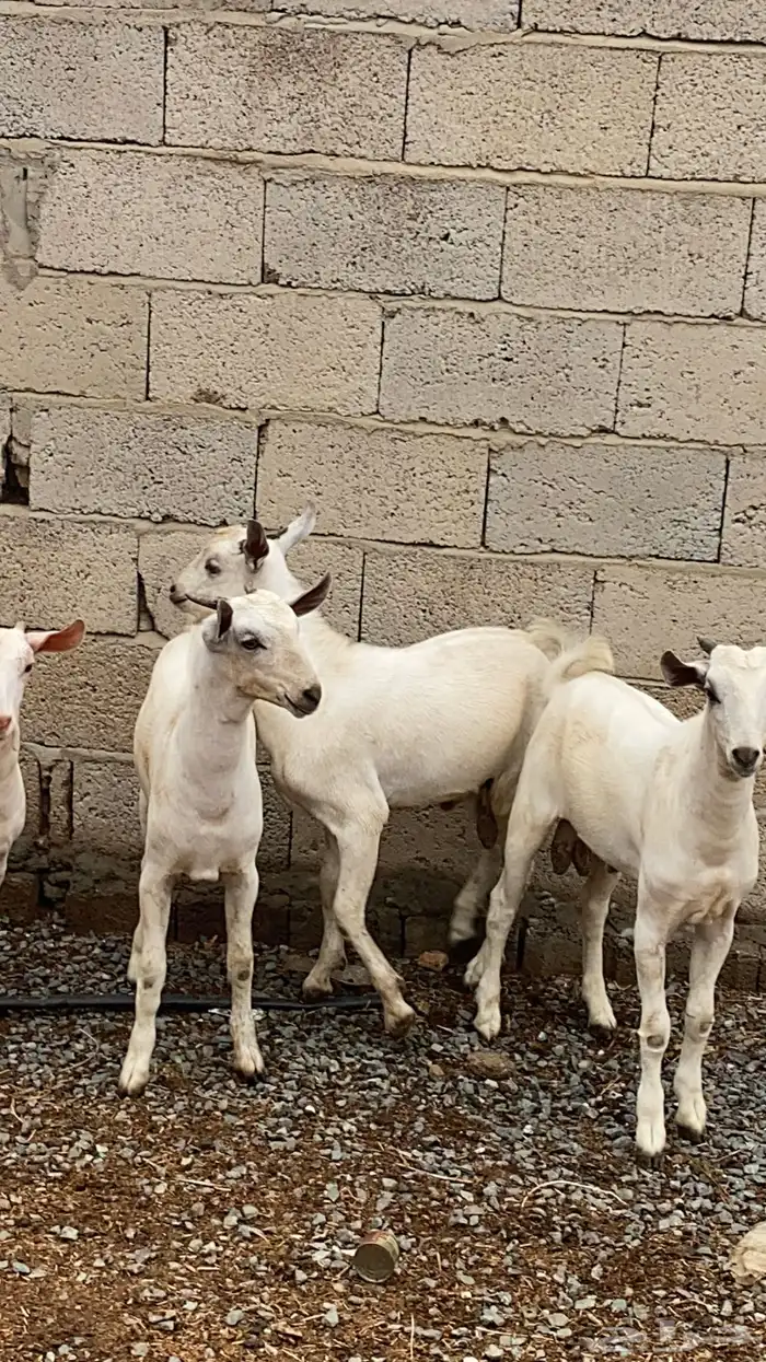 تيوس للبيع 3
