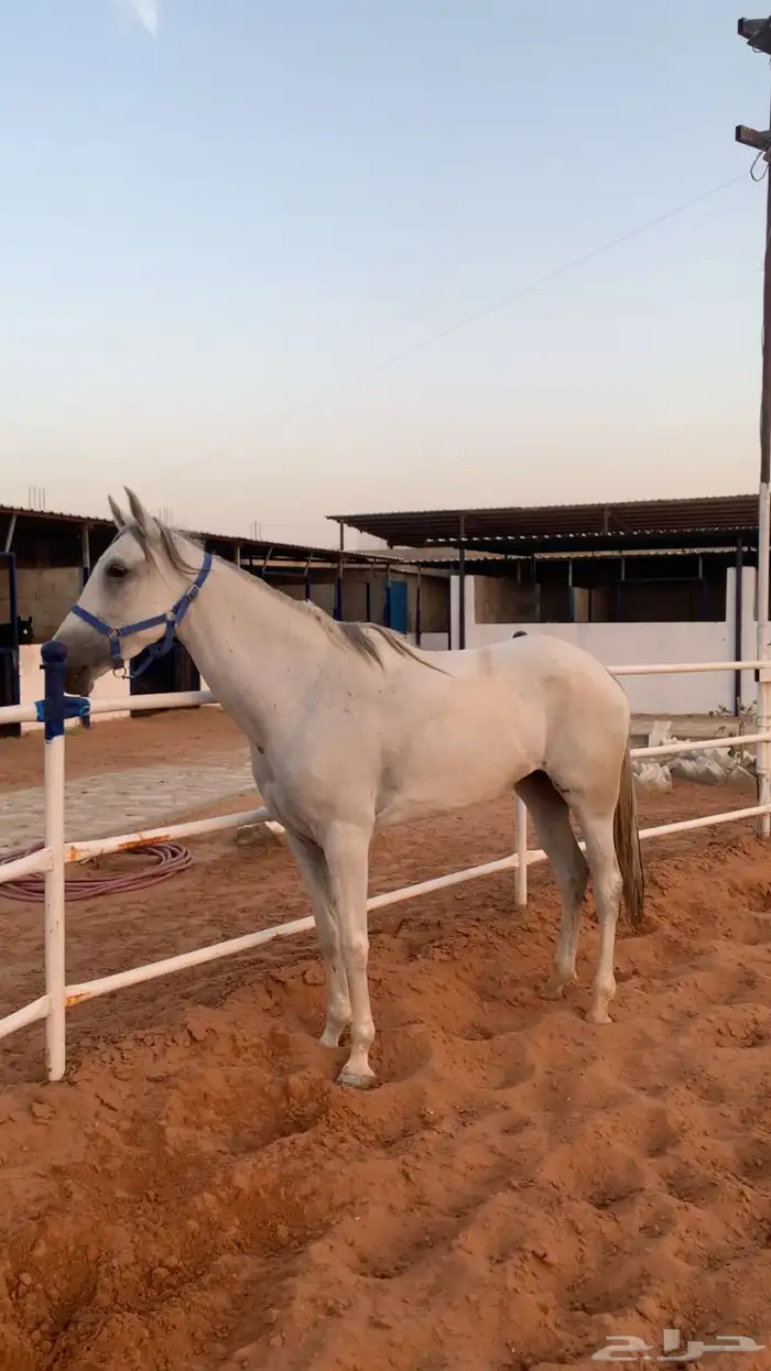 فرس شعبيه شيخه 0