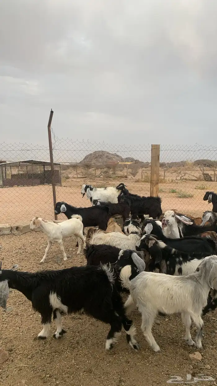 للبيع تيوس كفوور مغلقه مشروطه العدد 34 7