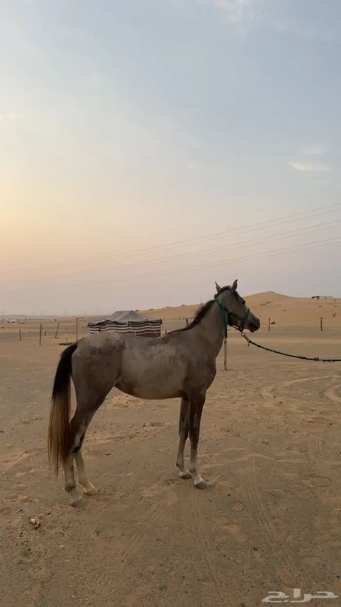 فرس شعبيه طيبه 1