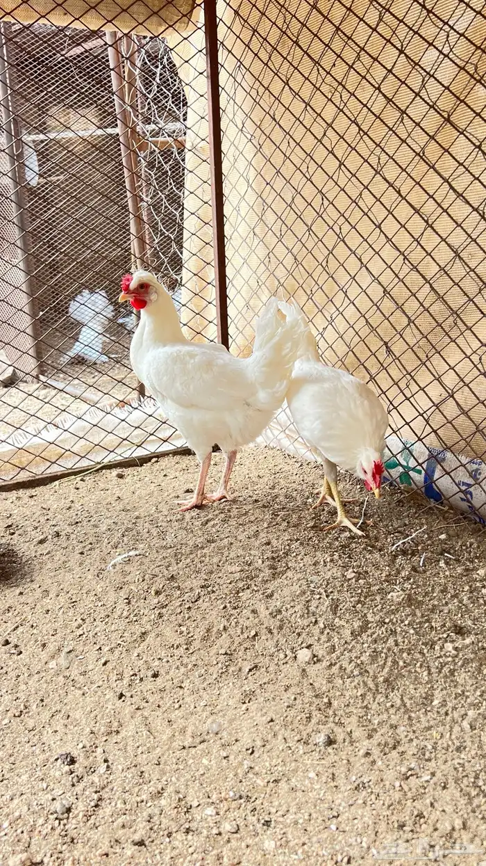 ديك ودجاج بيضا مقبعه شرط من كل عذروب 4