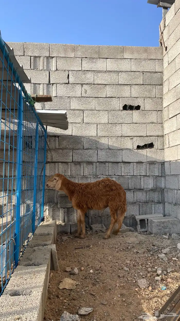 سواكني حمري 0