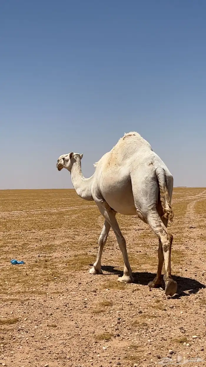 للبيع ضروبه وضحاء عشراء معزوله بنتها والبيع على الناقه 3