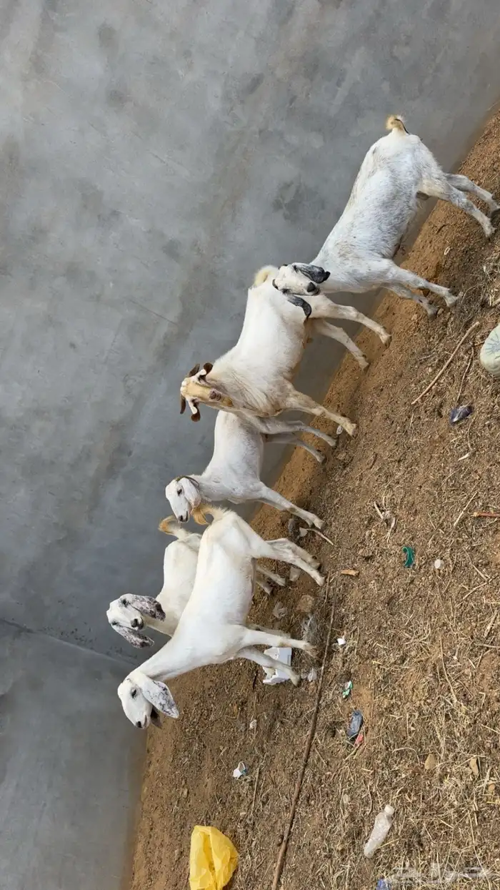 معزا مصريات على بيشيات 0