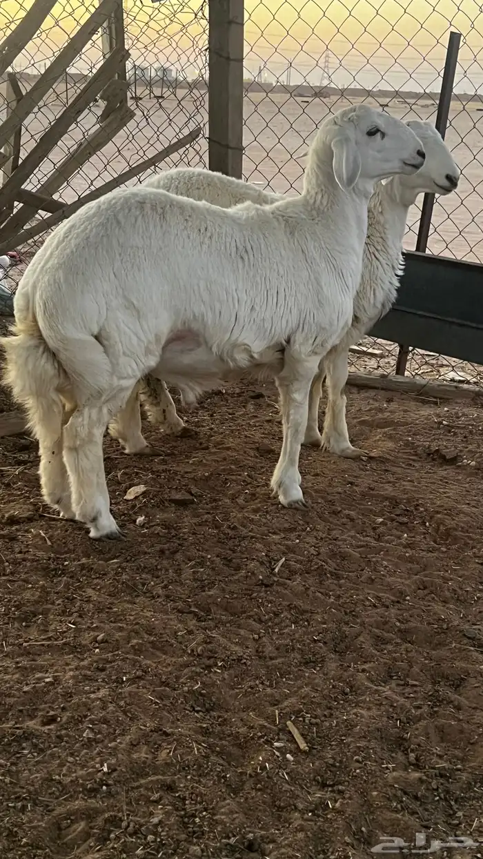 طليان ذبايح 0