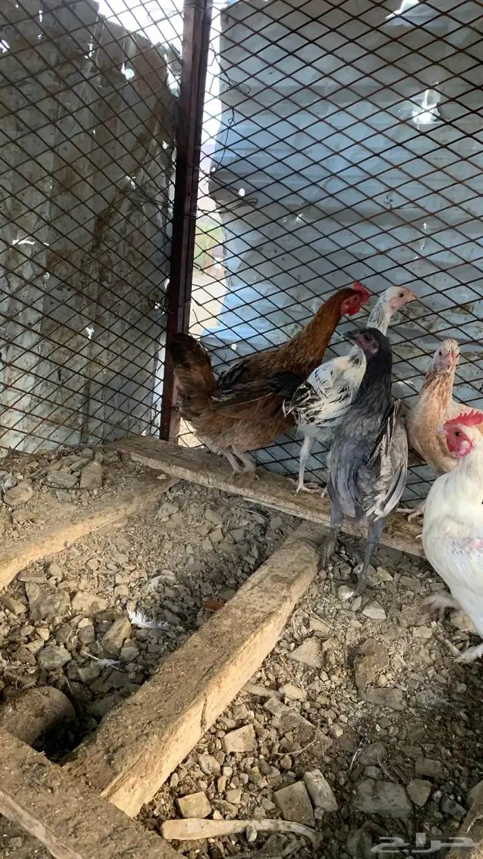 دجاج بلدي 2