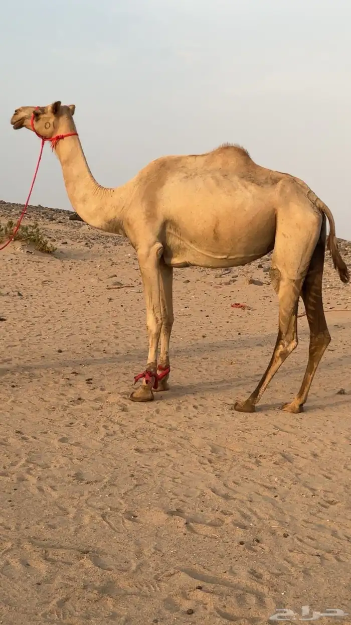 ناقه بنت الغطاس لقحه تلد من شاهين 2
