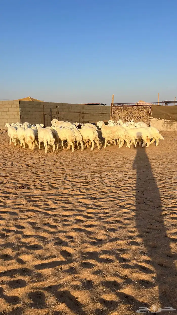 غنم رخال حريات حرش 27راس مراح 2