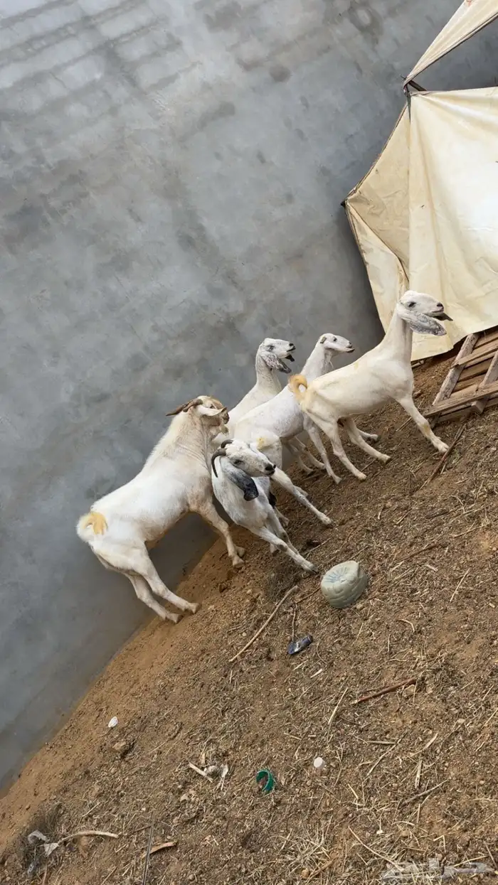 معزا مصريات على بيشيات 3