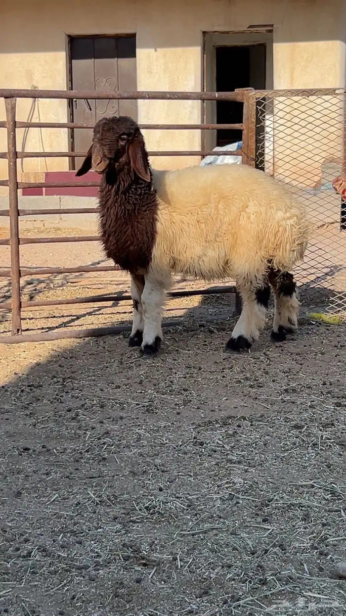 رخله مراح طيييب مقنوي 1