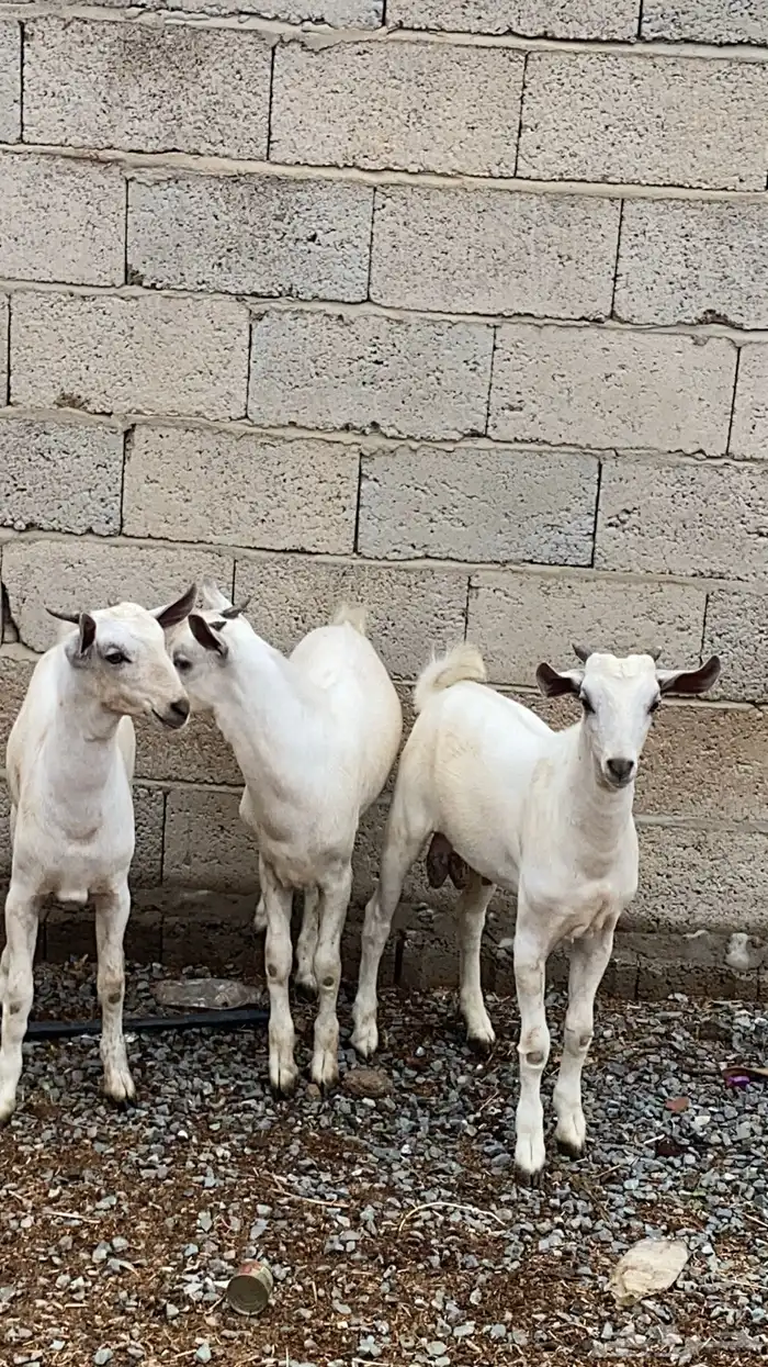 تيوس للبيع 2