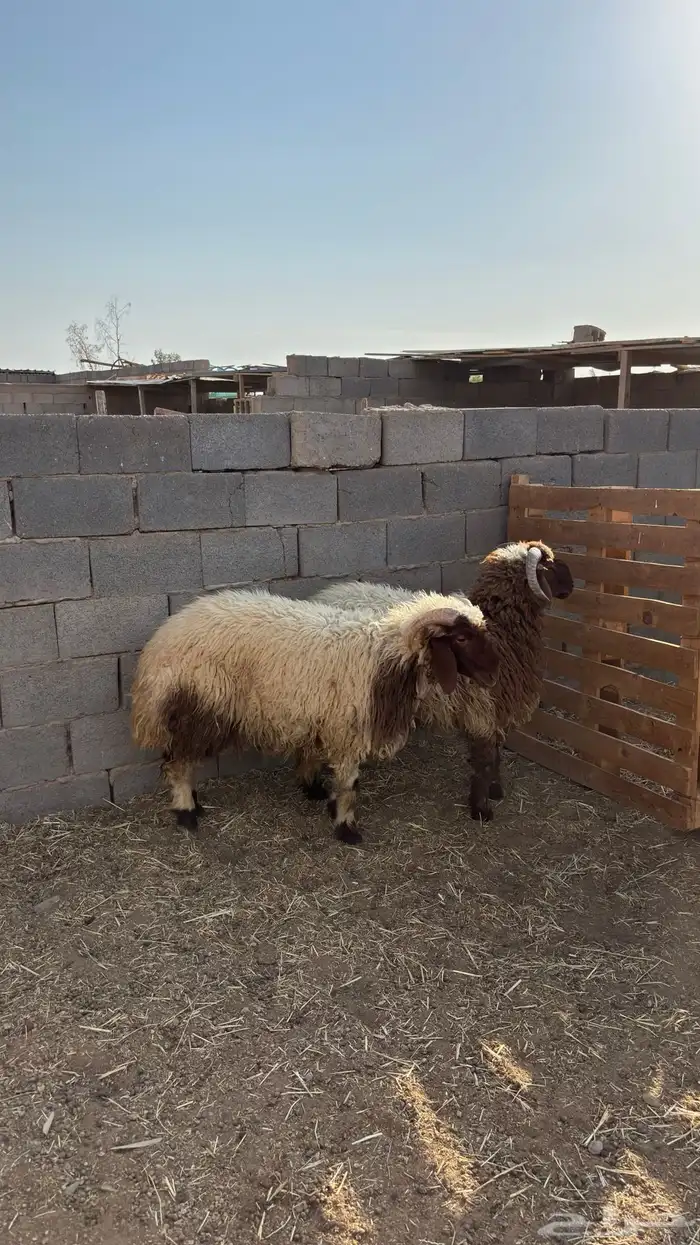لكم خرفان نعيمي كناور 1
