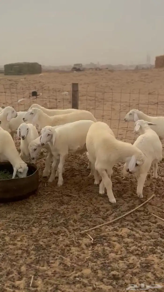 بهم تربية للبيع القنفذة . 3