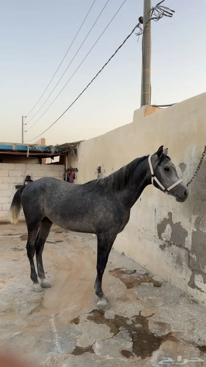 حصان شعبي 2