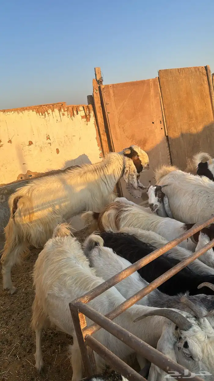 فحل حري معز بهم تربيه ذبايح خرفانحري 11