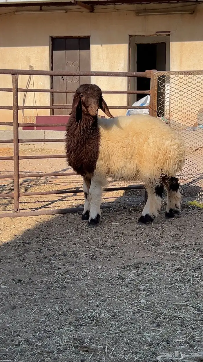 رخله مراح طيييب مقنوي 0