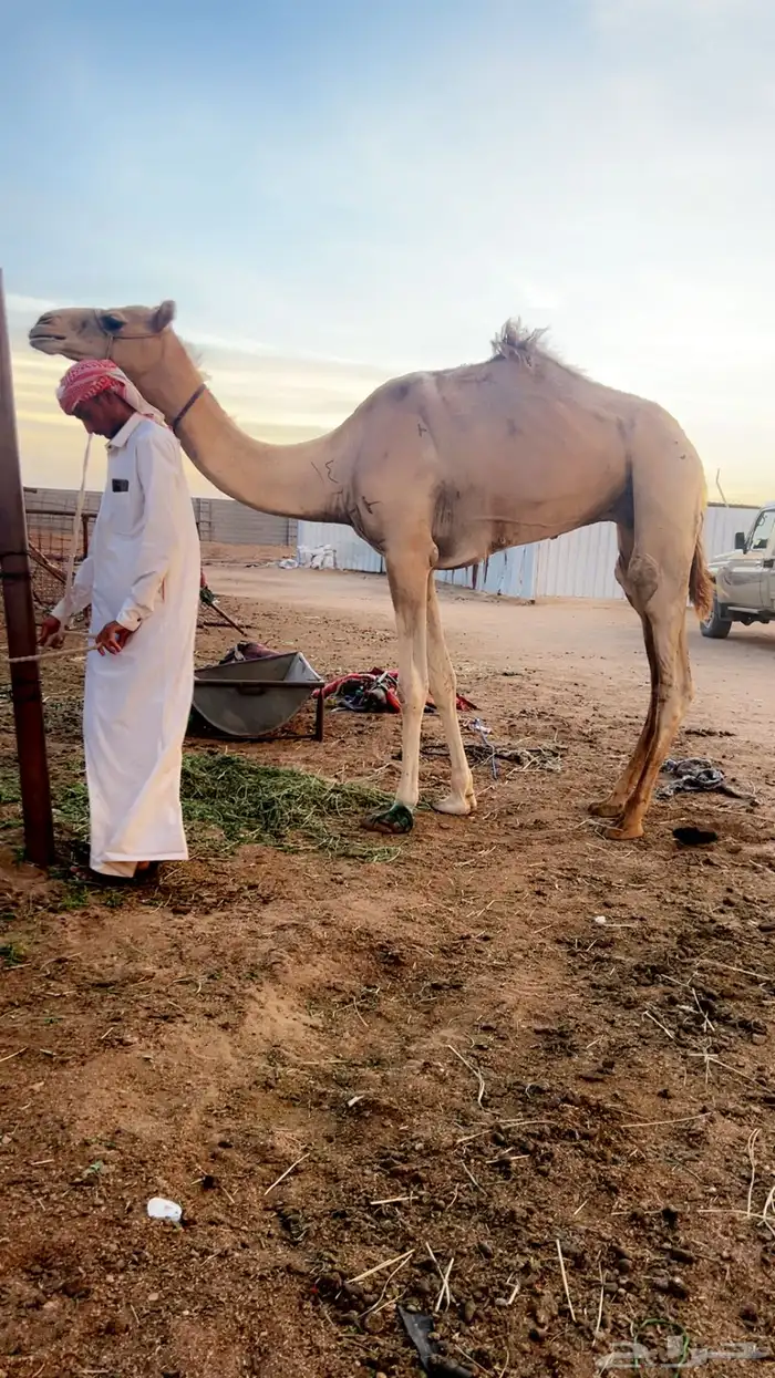 ركبي هجن طيع 2