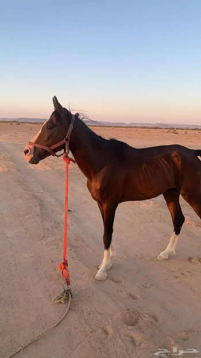 حصان عربي معسوف 2