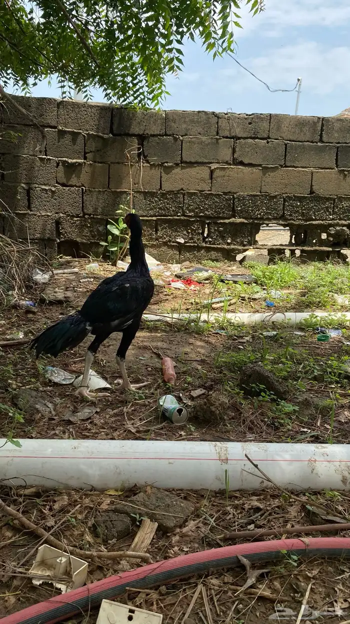 زواج سندي طقم اسود العمر 3 شهور الصحه شرط 1