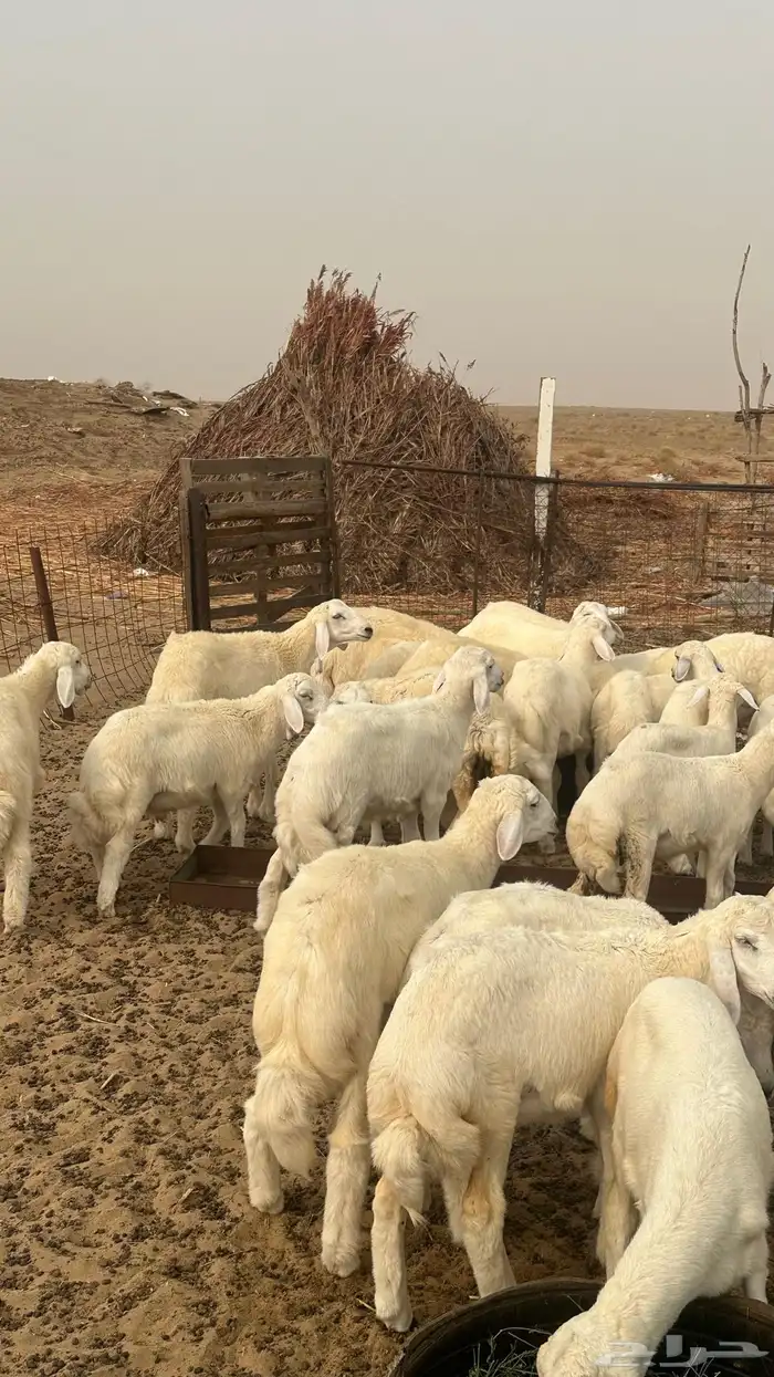 بهم تربية للبيع القنفذة . 2