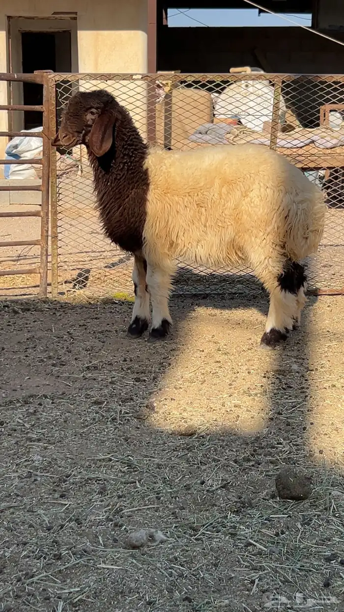 رخله مراح طيييب مقنوي 2