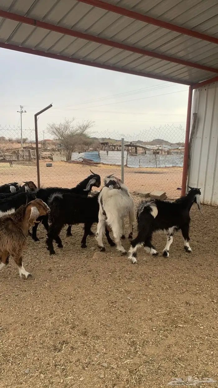 للبيع تيوس كفوور مغلقه مشروطه العدد 34 3