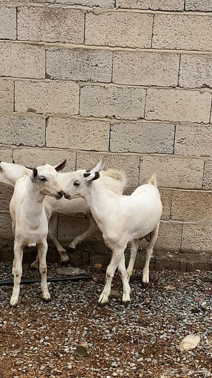 تيوس للبيع 1