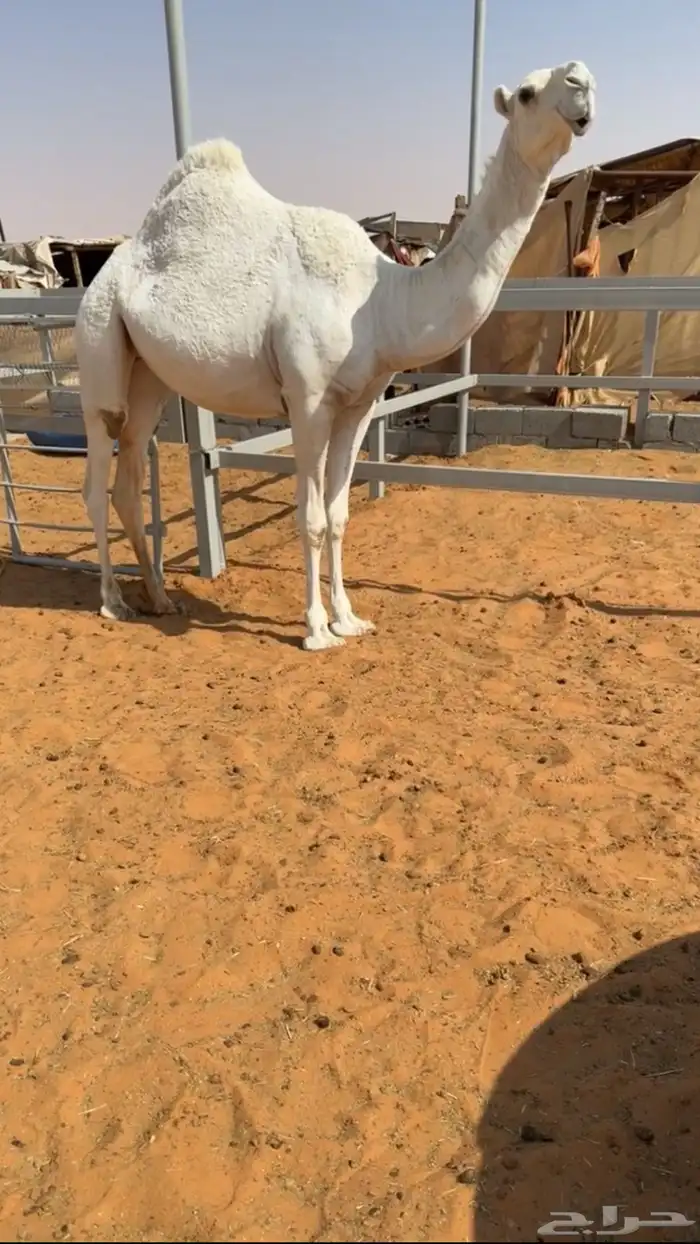 بكرره وضحاء كفووو 0