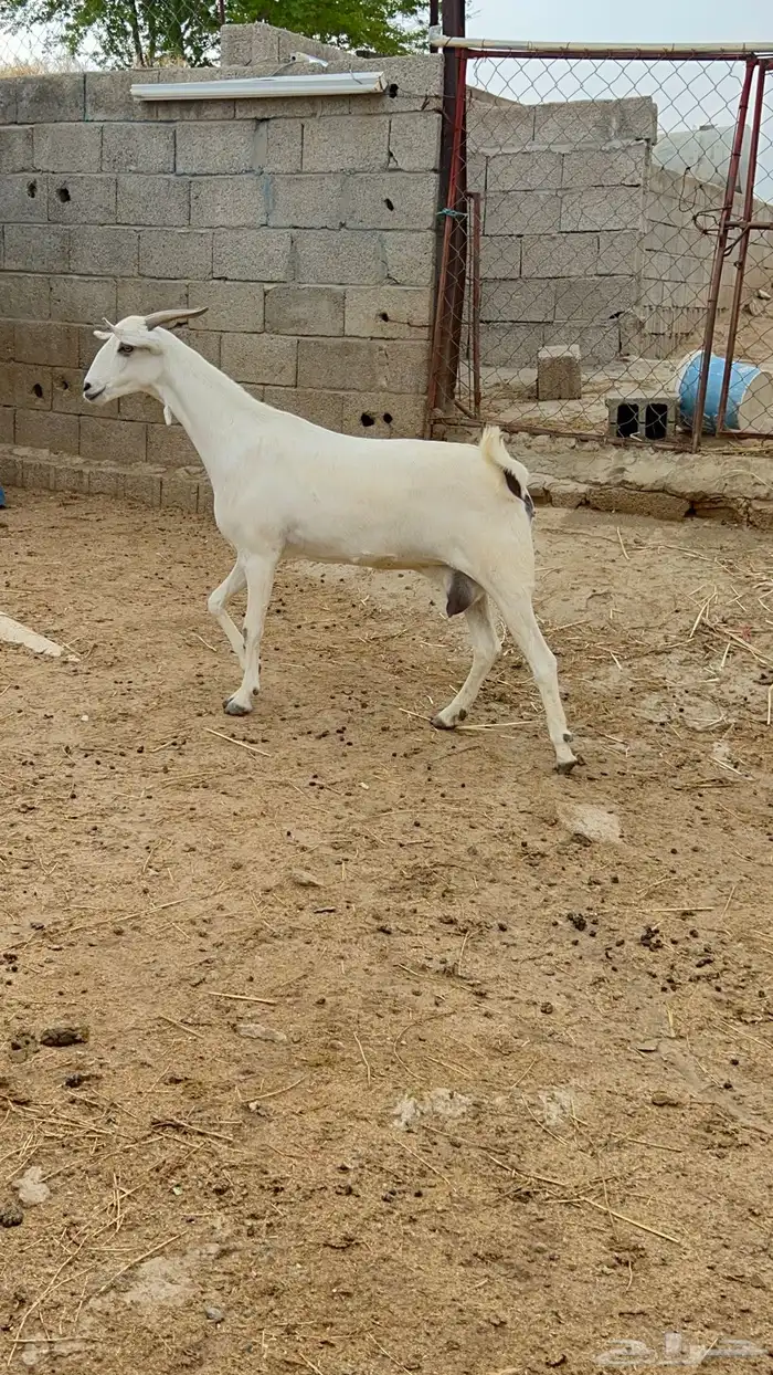معزاء بيشيات صنف 7