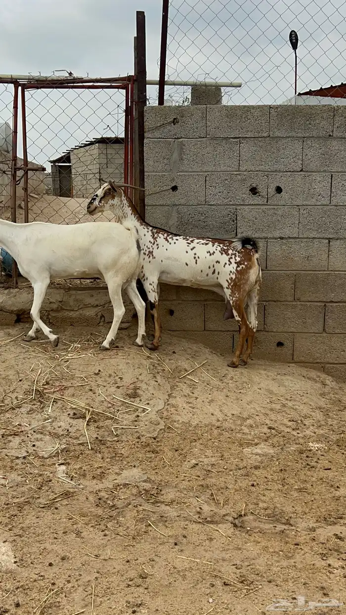 معزاء بيشيات صنف 8