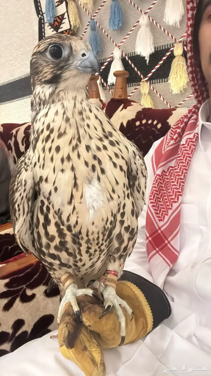 حر من حر 0