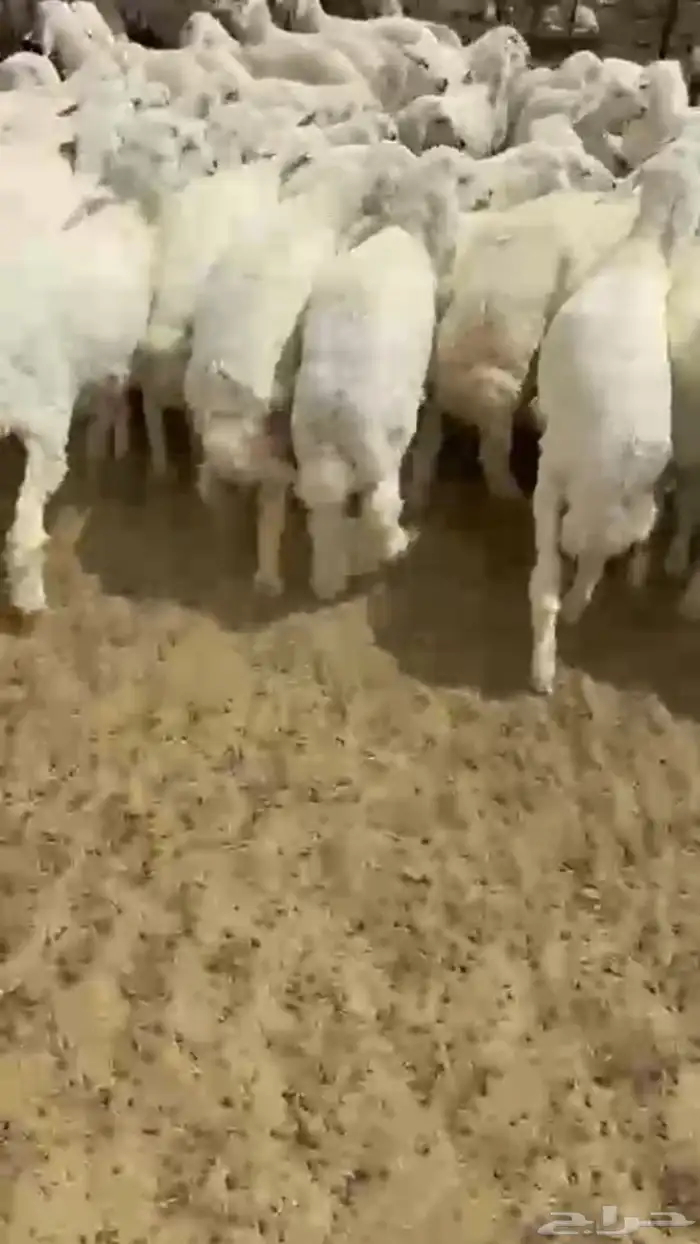 طليان حري بهم 1