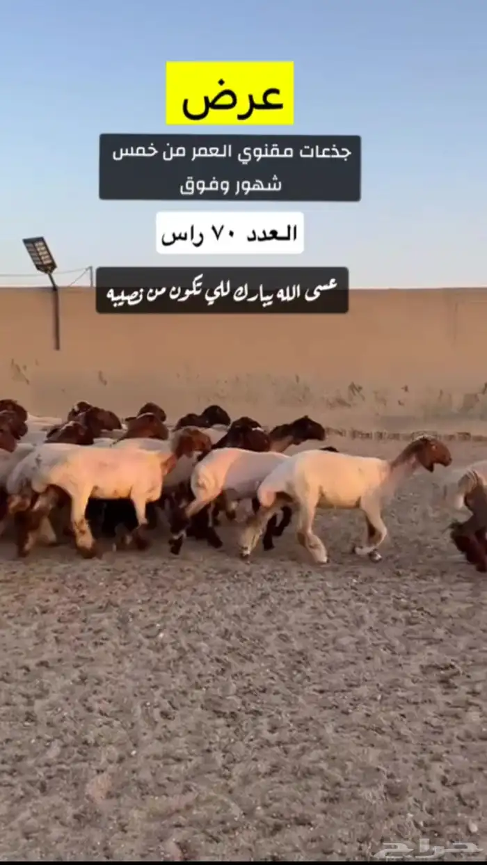 جذعات مقنوي 2